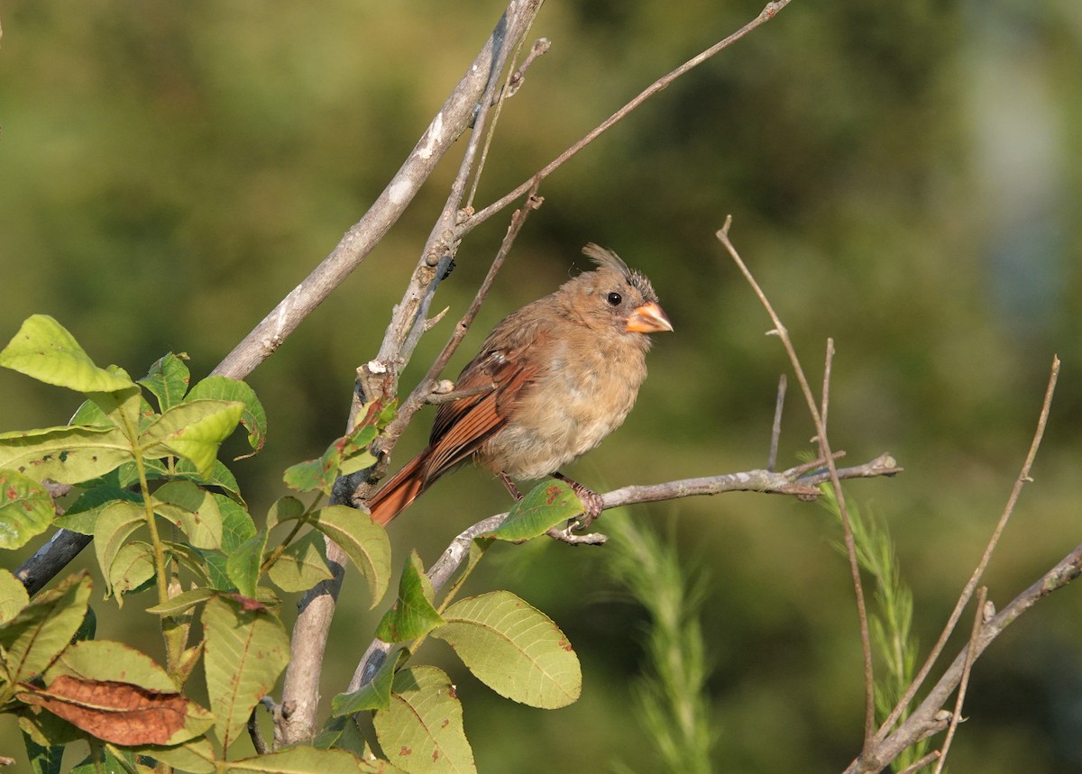 Northern Cardinal - ML358466611