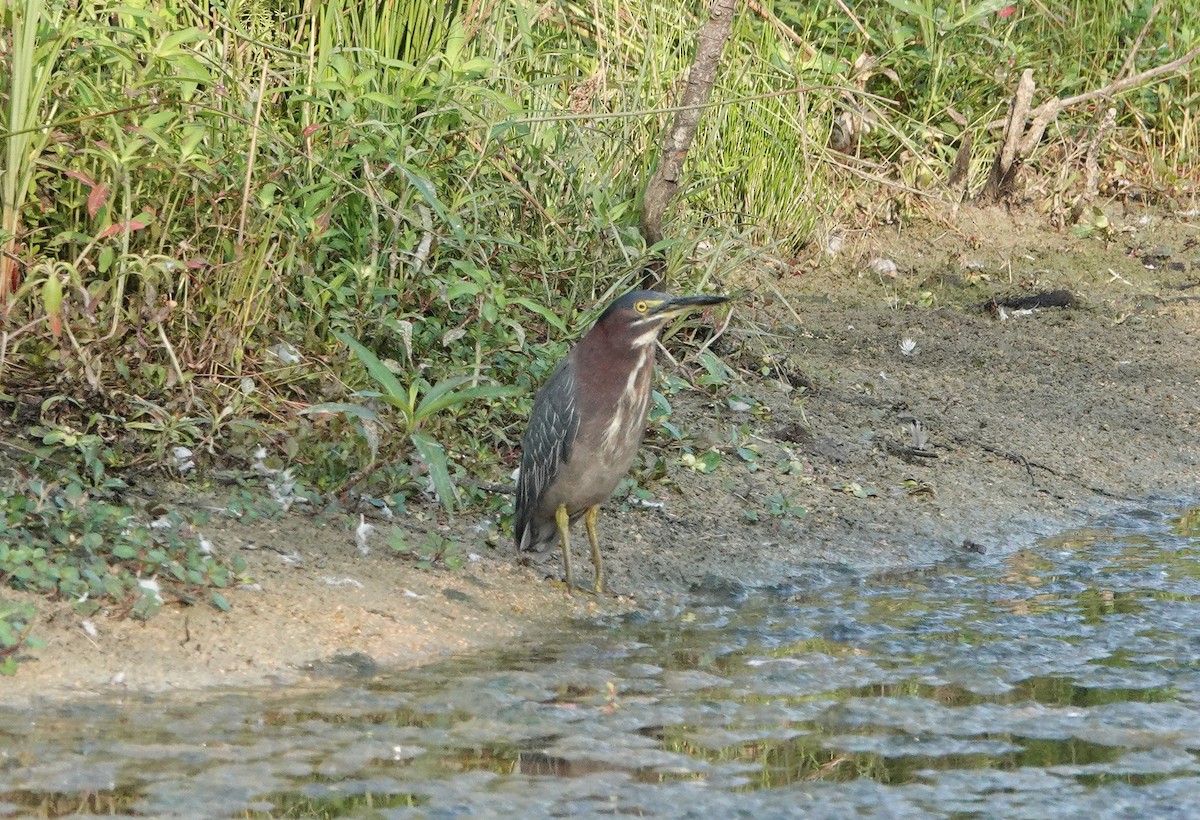 Green Heron - ML358466821