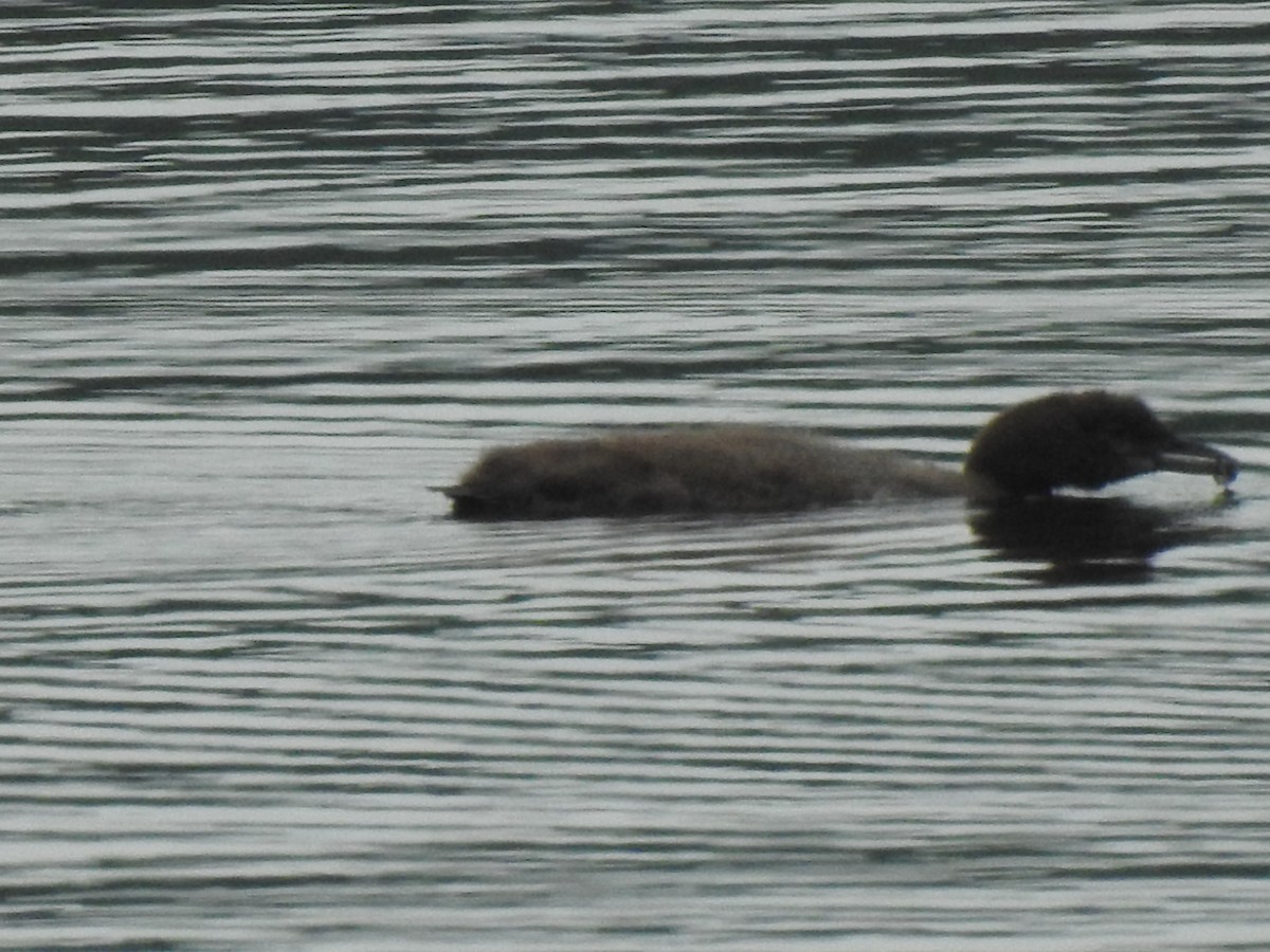 Common Loon - ML358466861