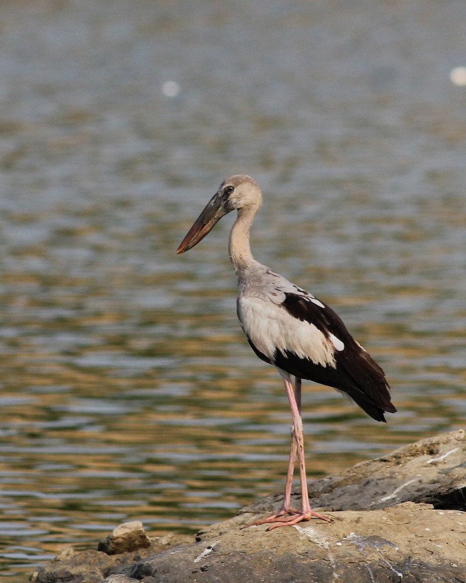 Asian Openbill - ML358467021