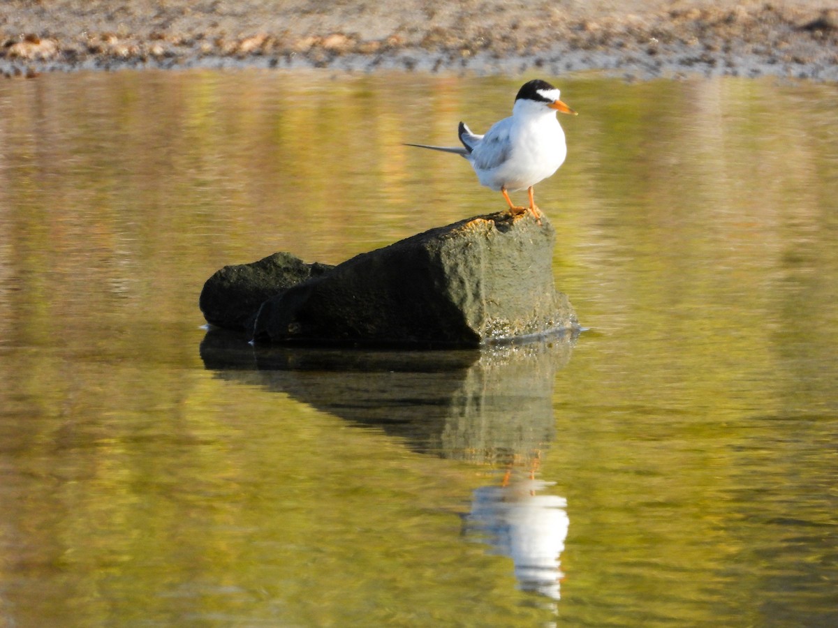 Least Tern - ML358467121