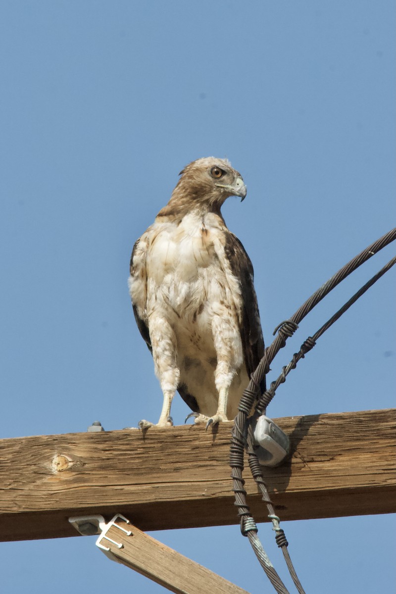 Red-tailed Hawk - ML358467661