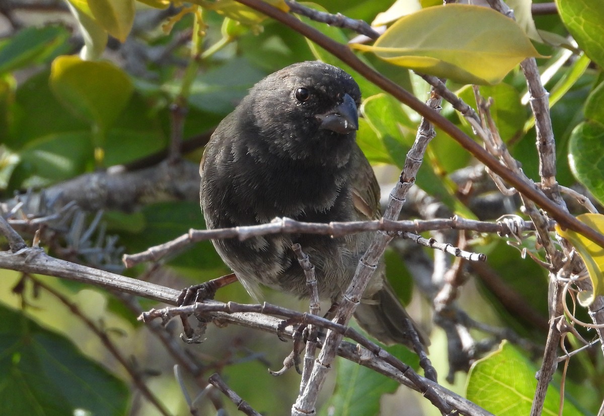 Black-faced Grassquit - Pam Rasmussen