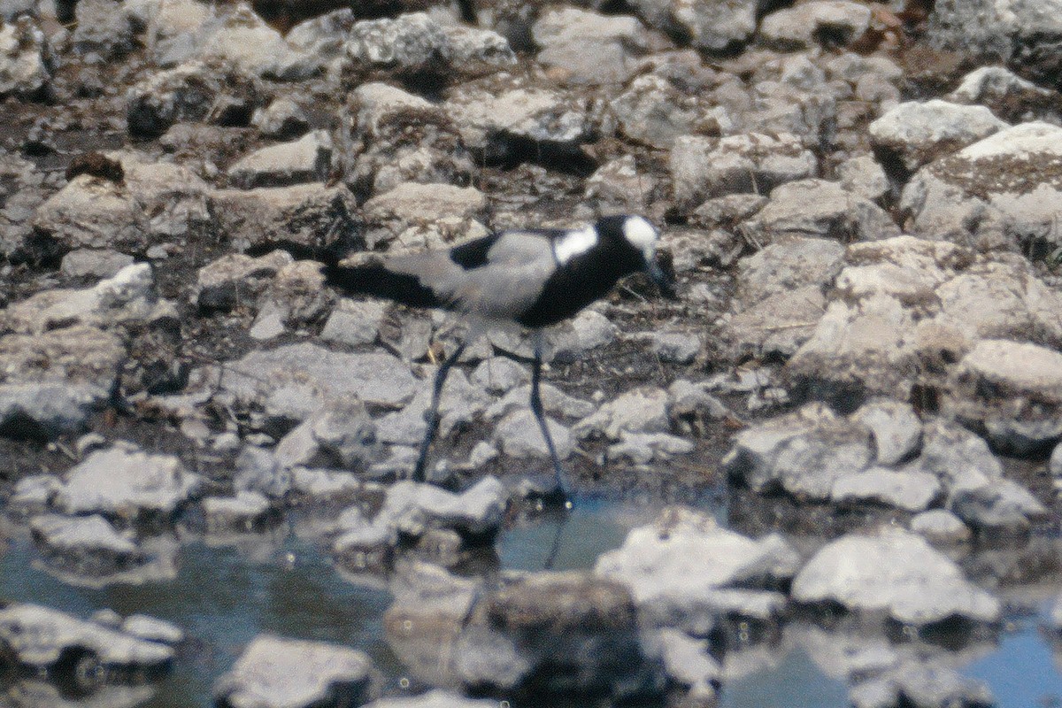 סיקסק הנפח - ML358468851