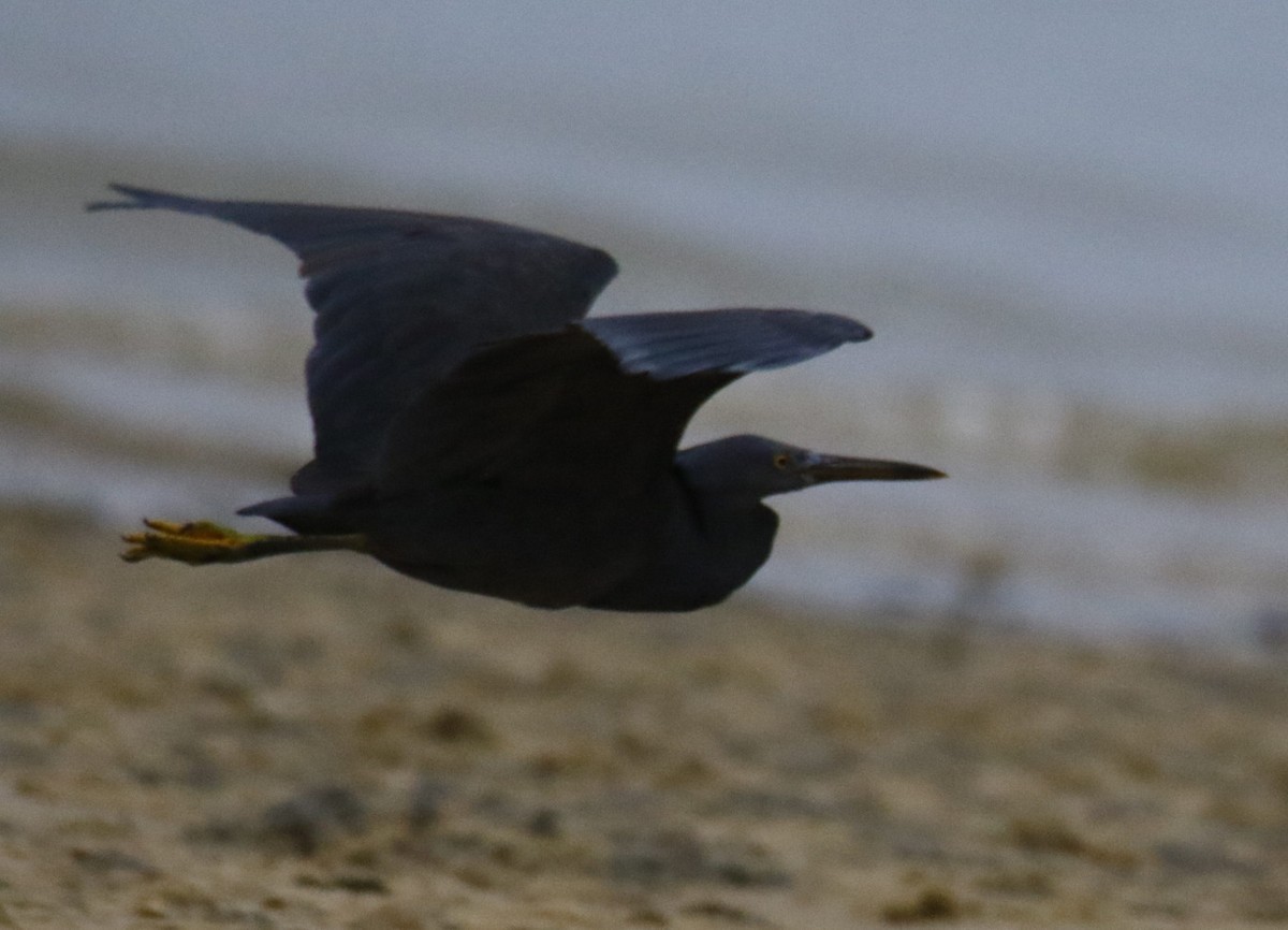 Pacific Reef-Heron - Pragnesh Patel