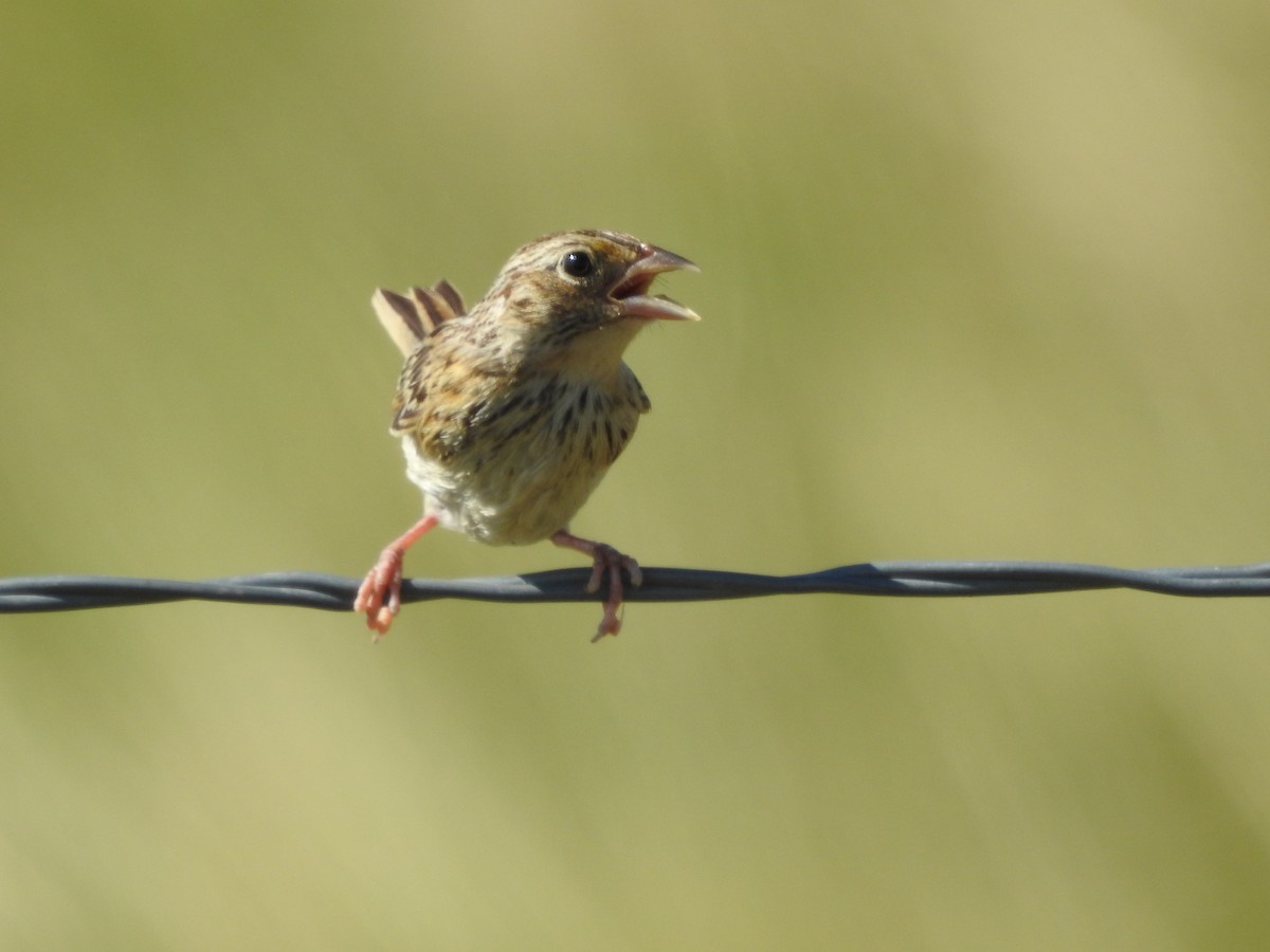 Grasshopper Sparrow - ML358469671