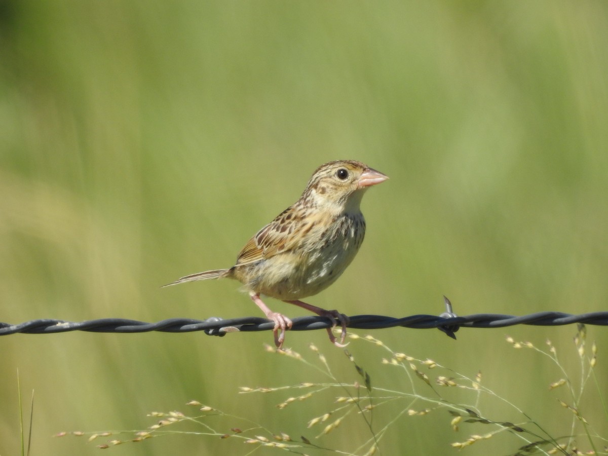 Grasshopper Sparrow - ML358469681