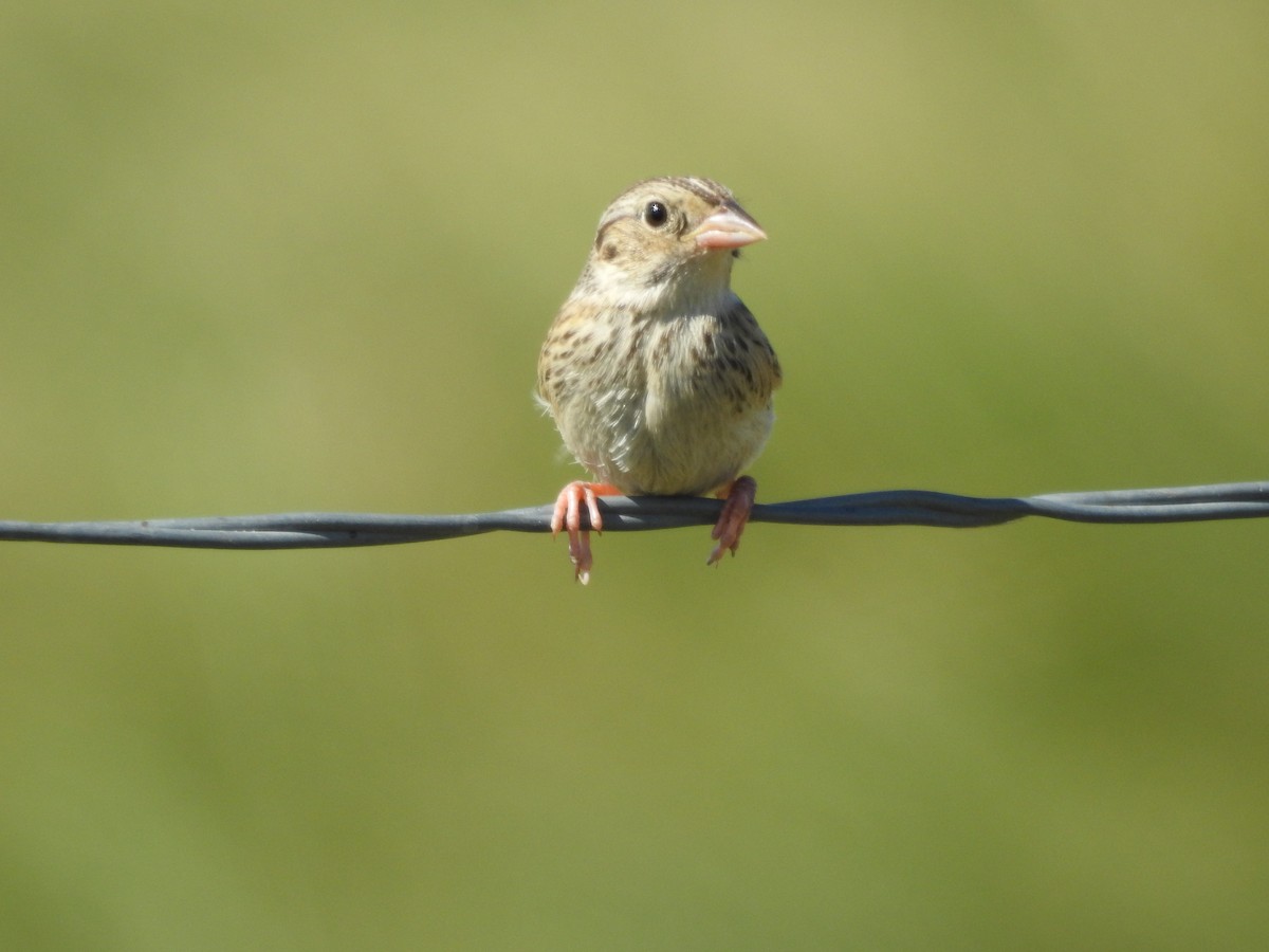 Grasshopper Sparrow - ML358469691