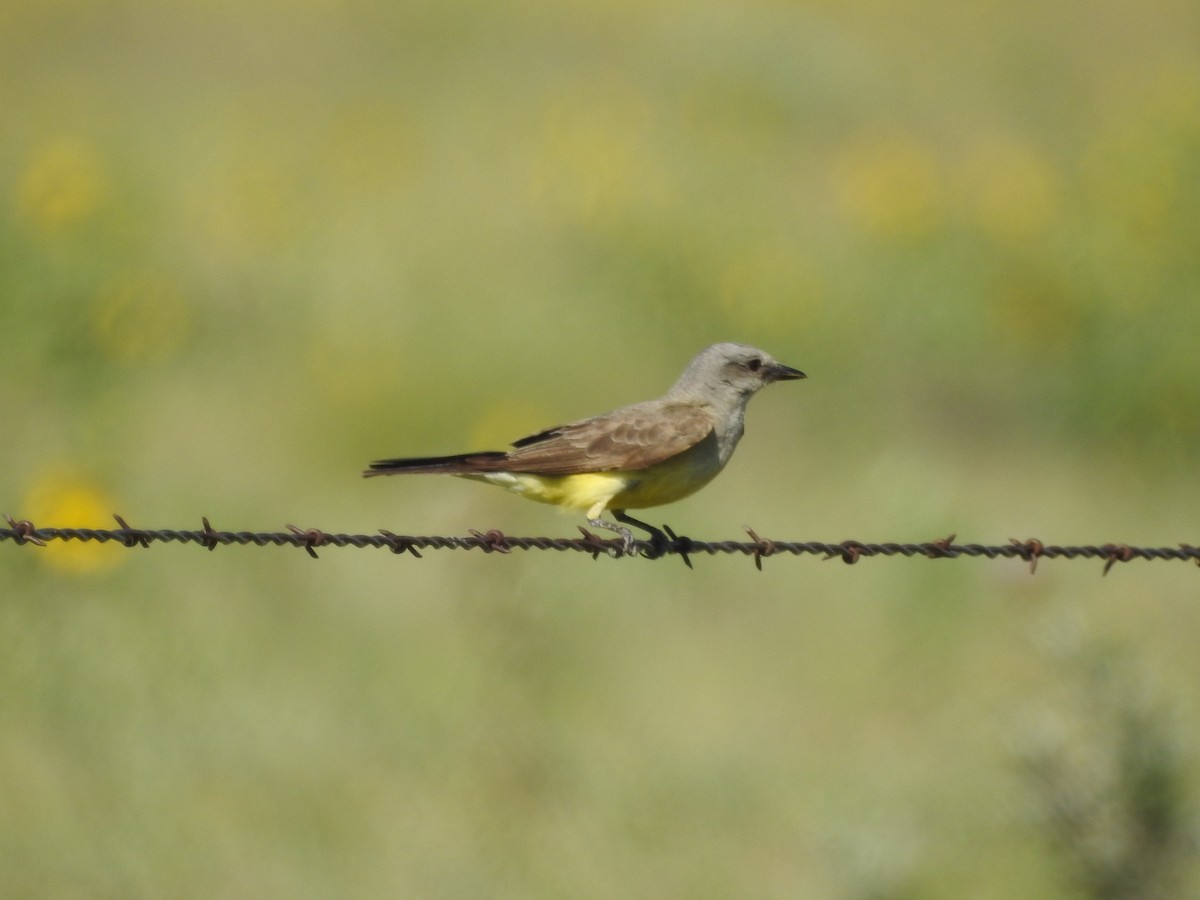 Western Kingbird - ML358469881
