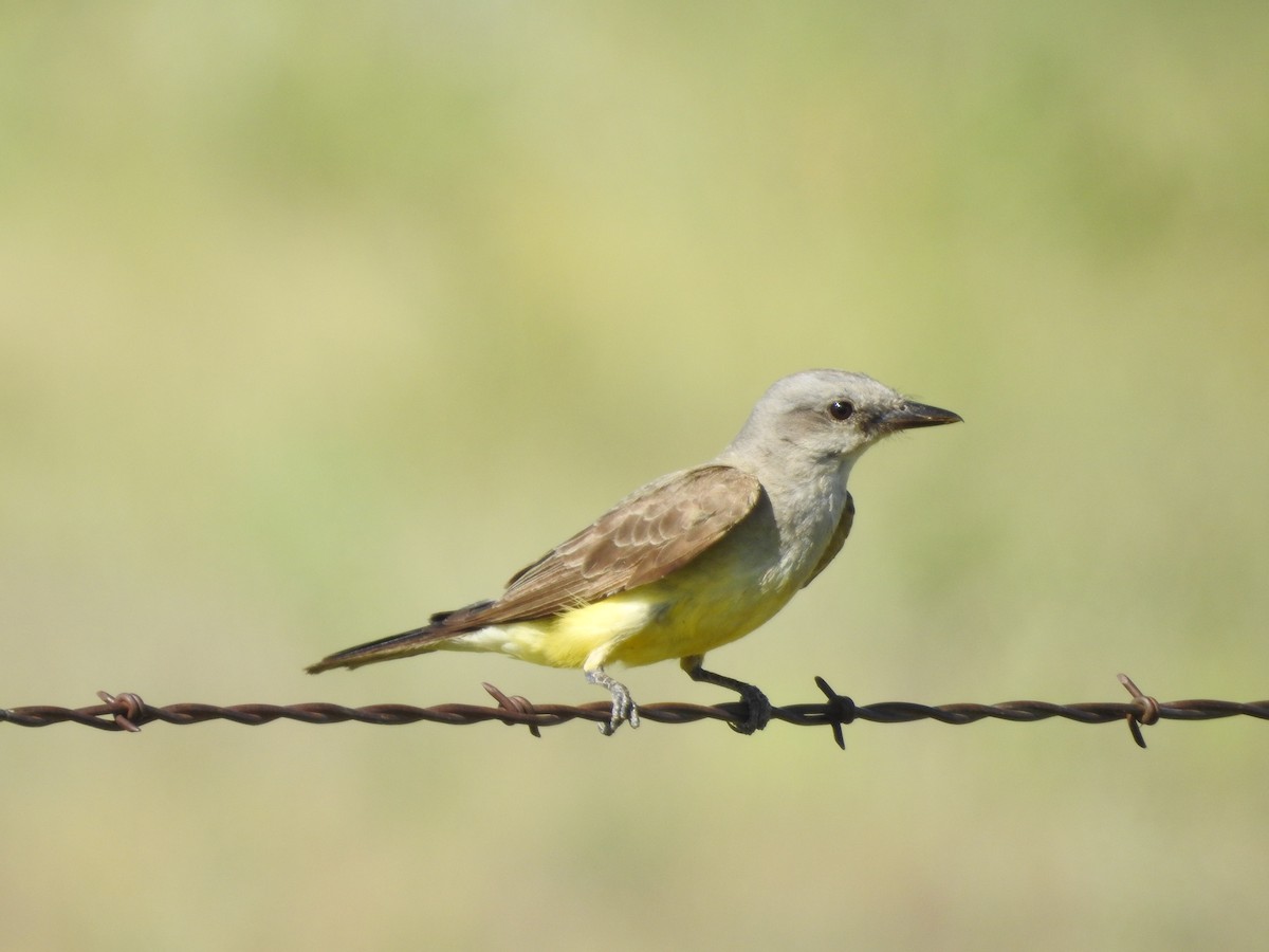 Western Kingbird - ML358469921