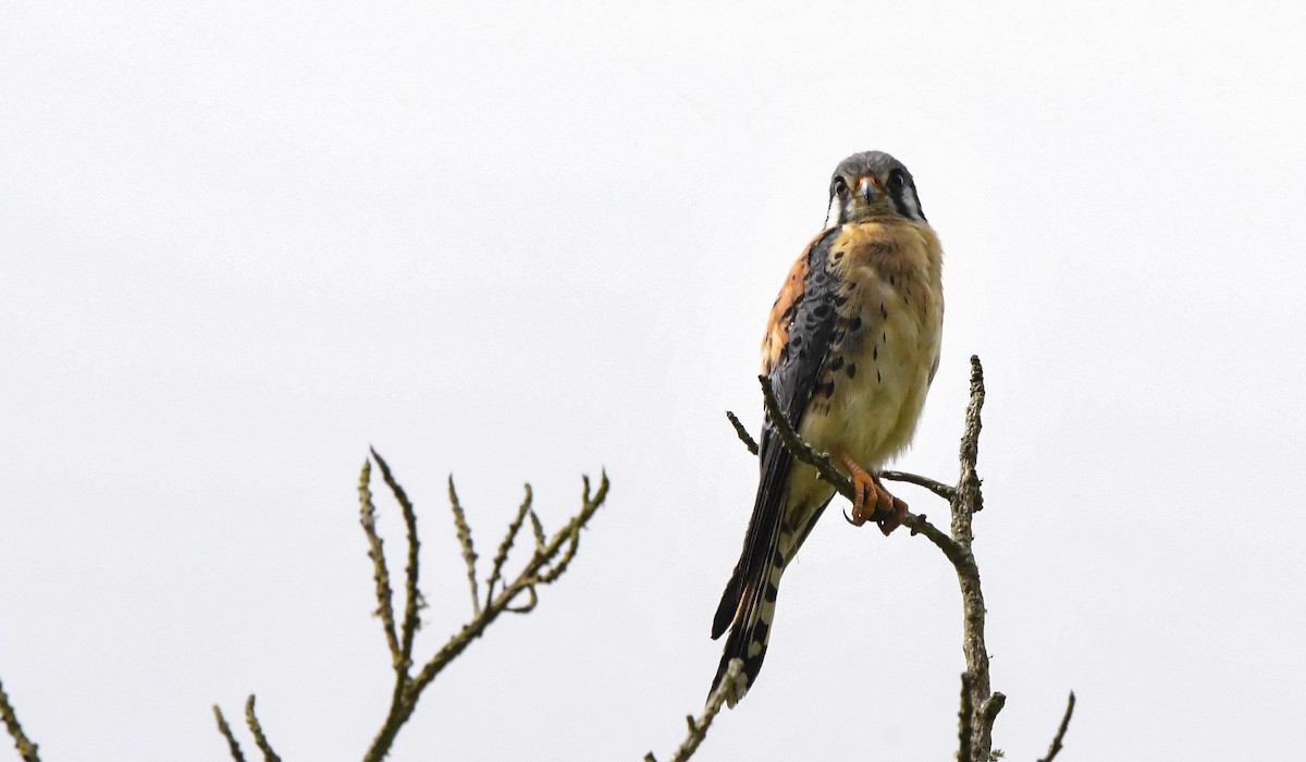 American Kestrel - ML358472651