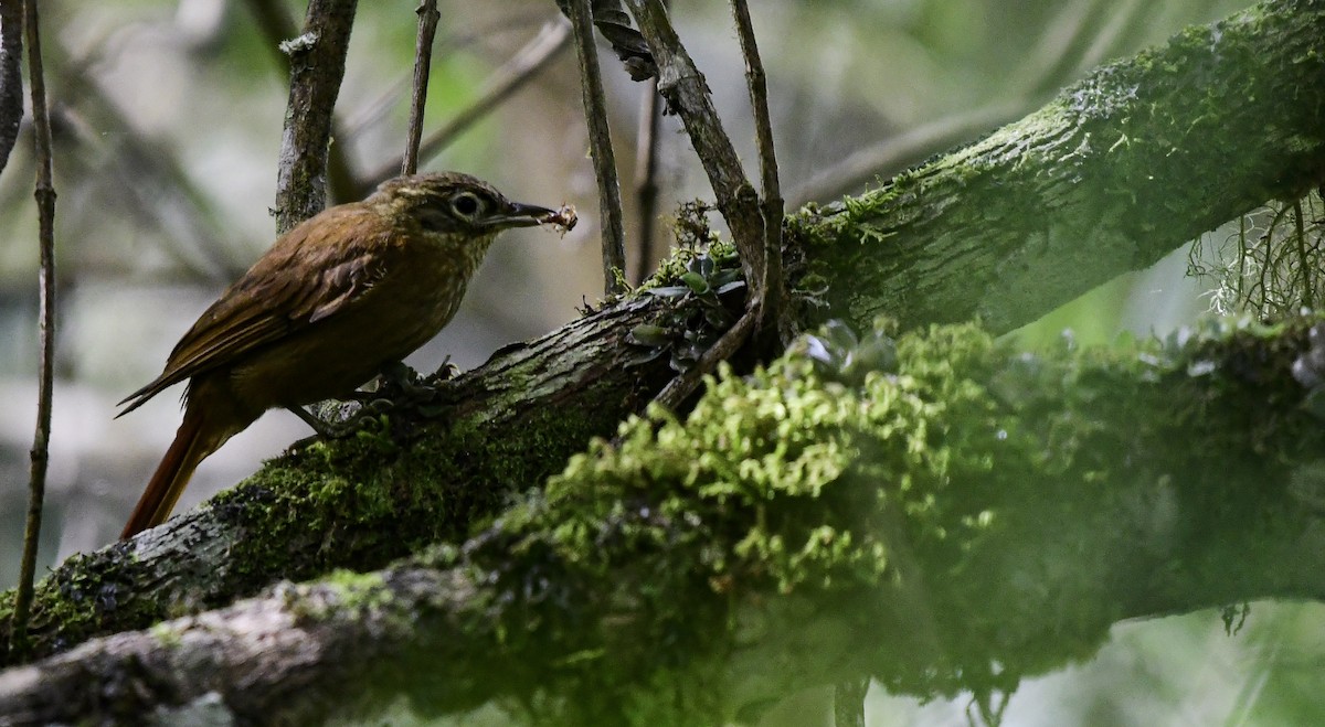 Montane Foliage-gleaner - ML358472731