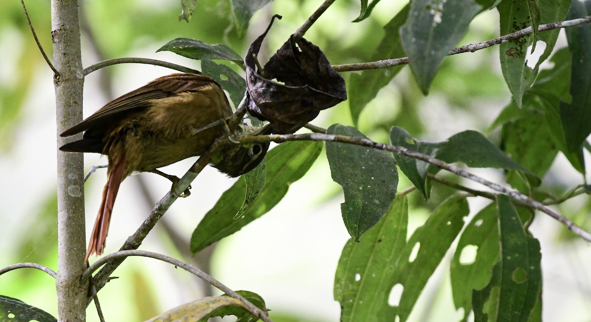 Montane Foliage-gleaner - ML358472741