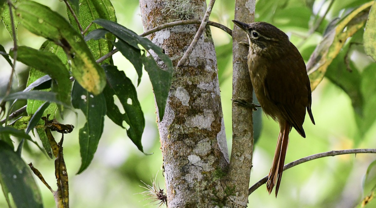 Montane Foliage-gleaner - ML358472751