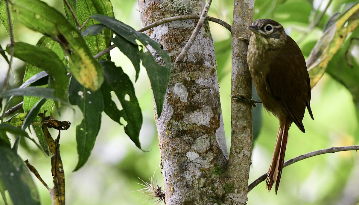 Montane Foliage-gleaner - ML358472791