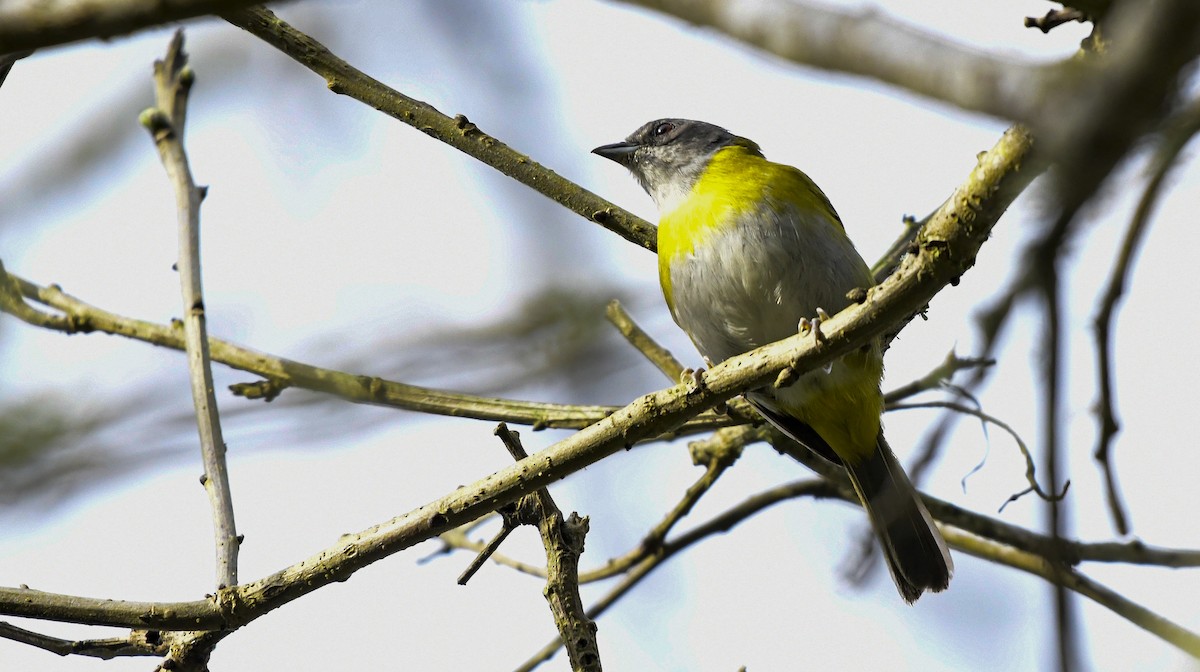 Ashy-throated Chlorospingus - ML358472941