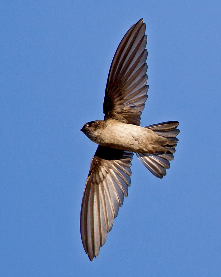 White-rumped Swiftlet - ML35847301