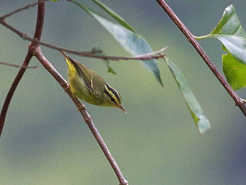 Limestone Leaf Warbler - Cheng Qian