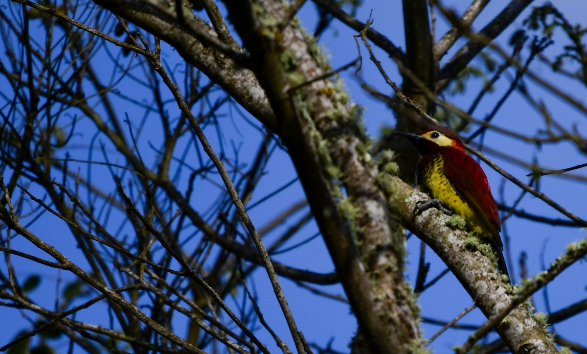 Crimson-mantled Woodpecker - Julio Delgado www.piculetbirding.com