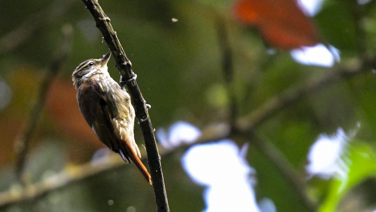 Streaked Xenops - ML358474401