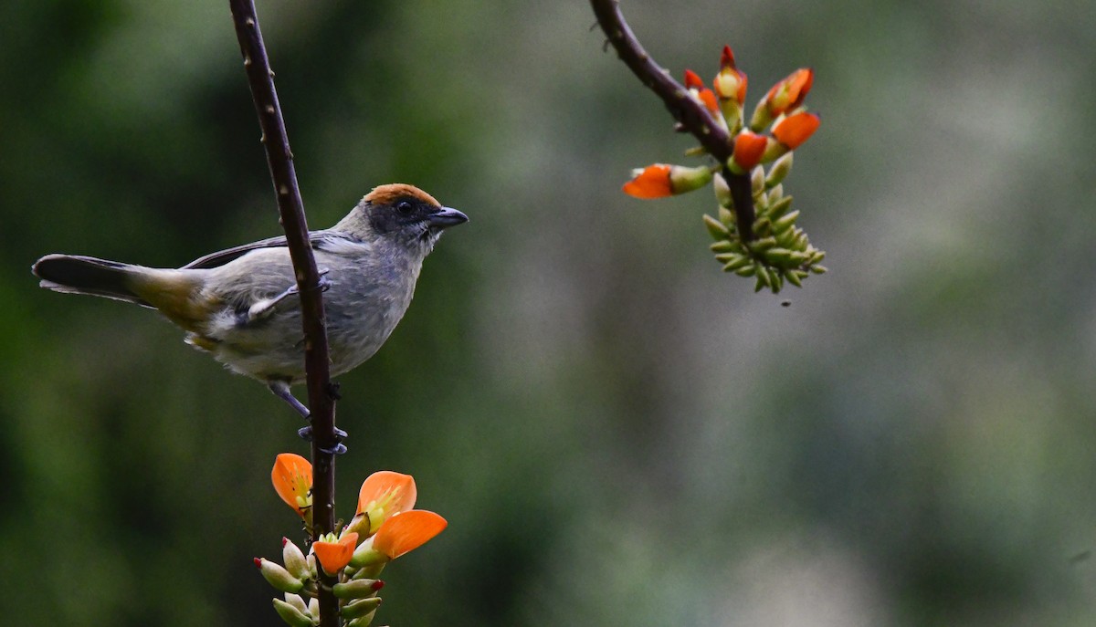 Scrub Tanager - ML358474951