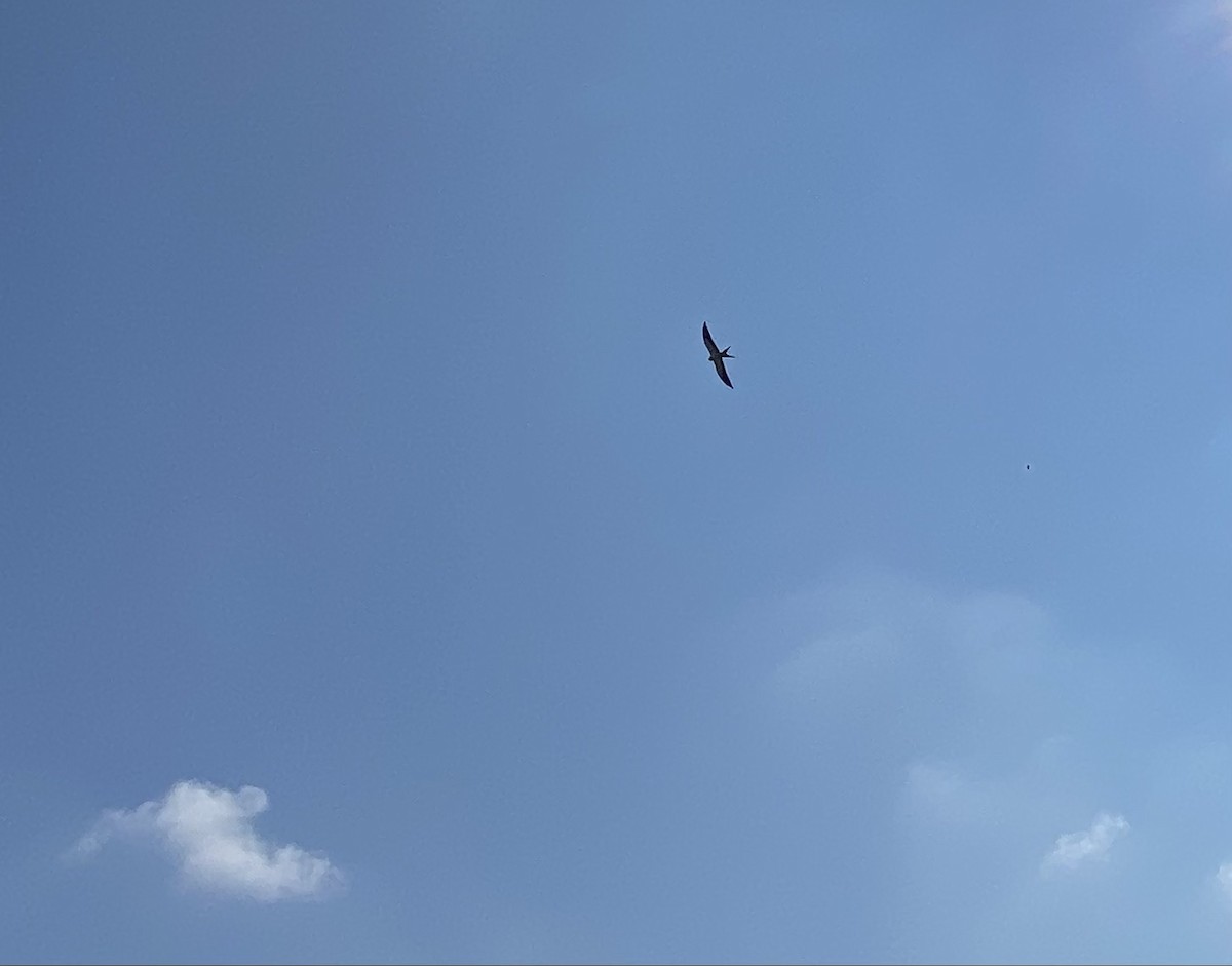 Swallow-tailed Kite - Mark Hedden