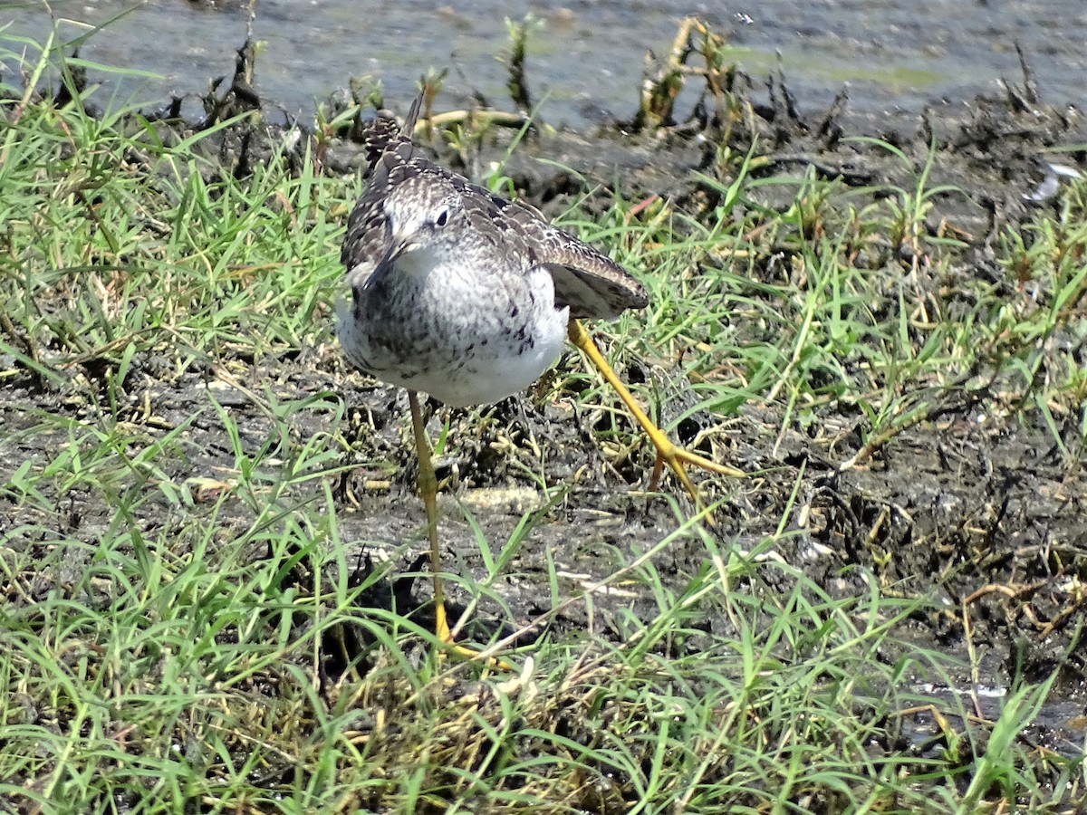 Lesser Yellowlegs - Norma Friedrich