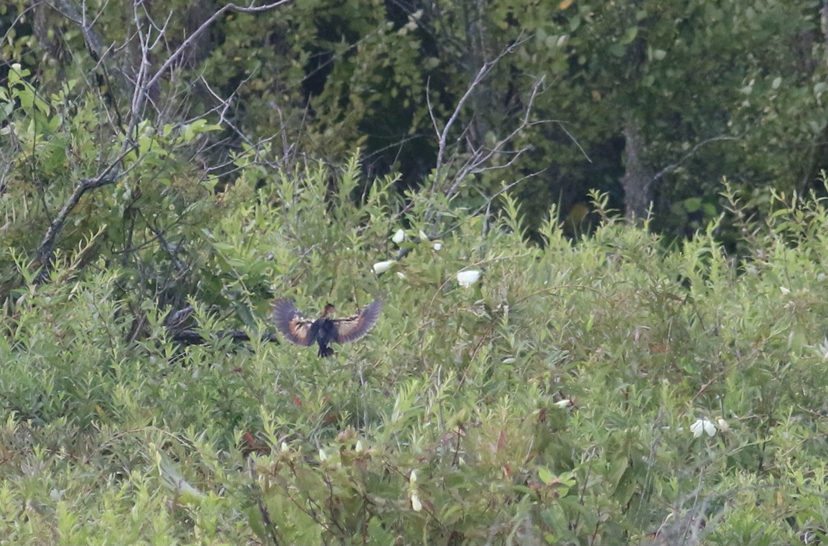 Least Bittern - ML358475791