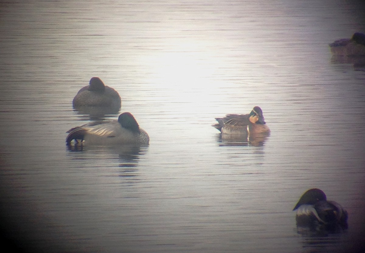 Baikal Teal - Cheng Qian