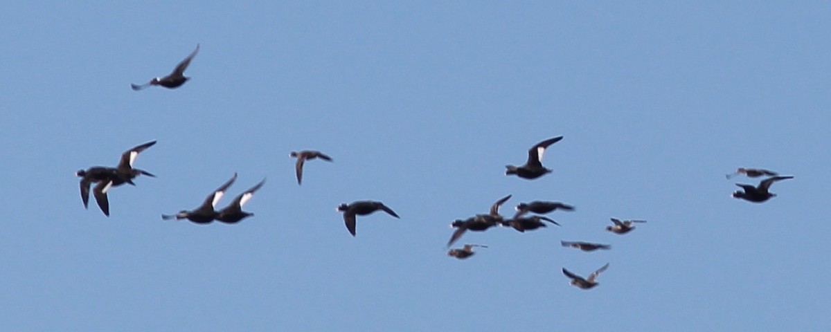 White-winged Scoter - Breck Tyler