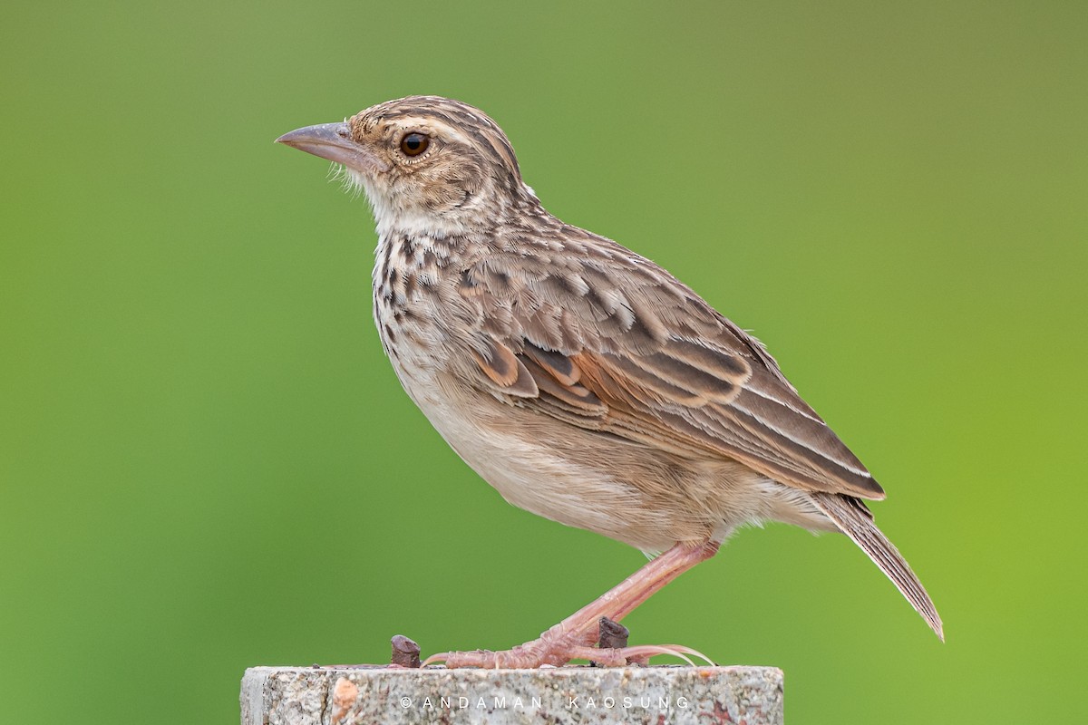 Indochinese Bushlark - Andaman Kaosung