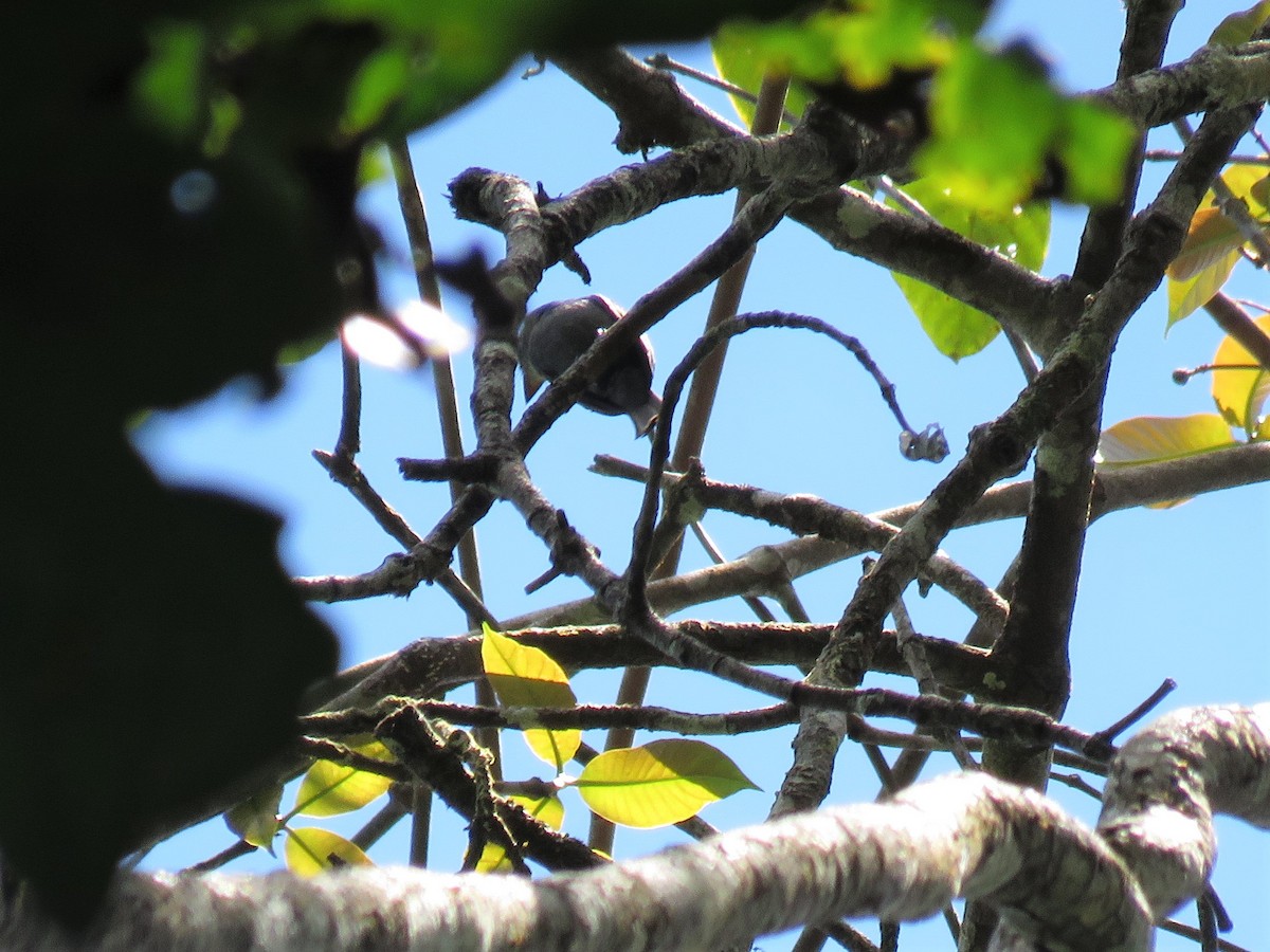 White-throated Pewee - ML358481291