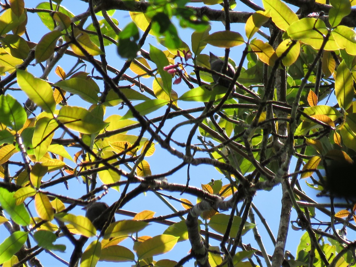 White-throated Pewee - ML358481321