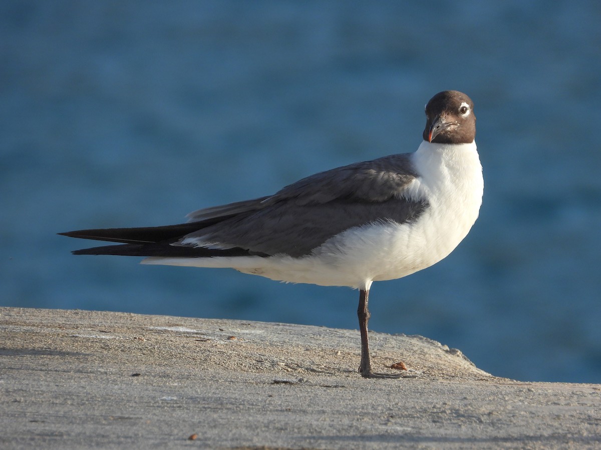 Laughing Gull - ML358481901