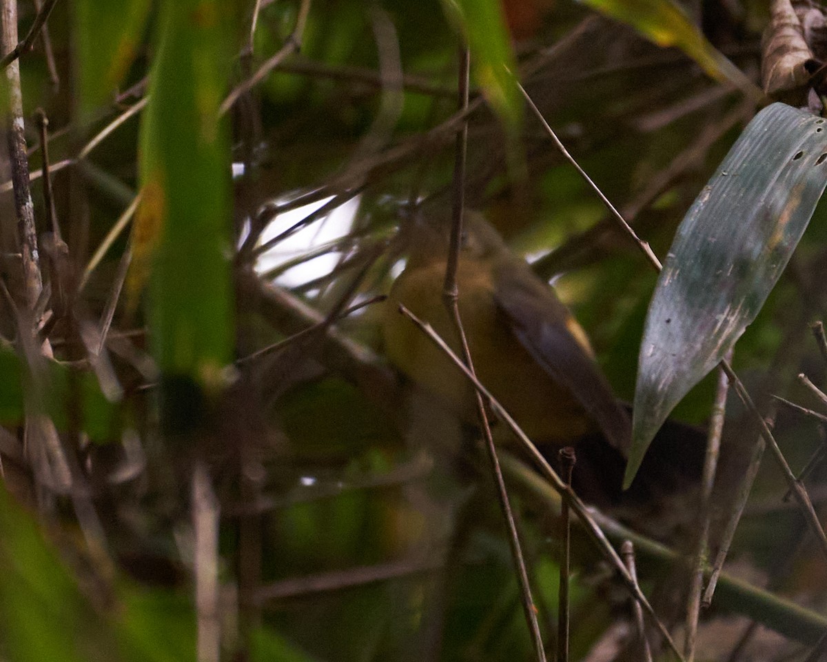 Black-tailed Flycatcher - ML358483281