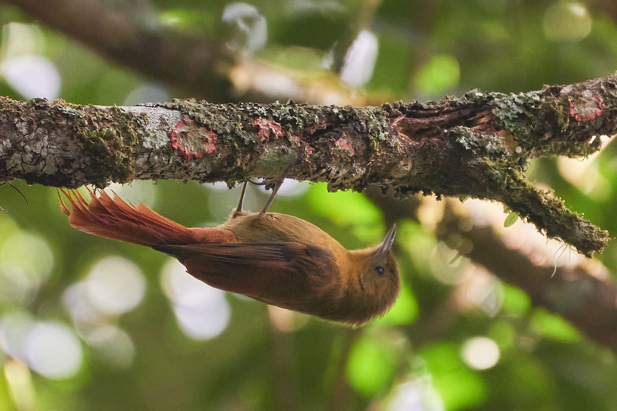 Olivaceous Woodcreeper - ML358483421