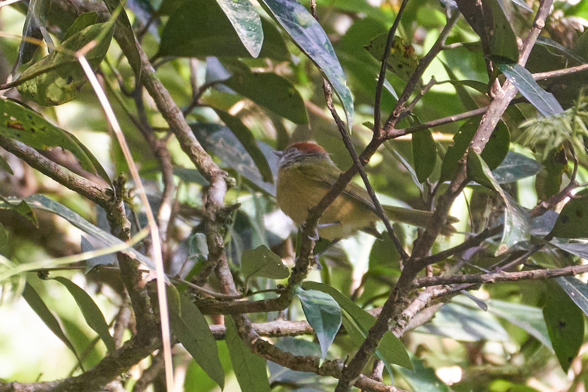 Rufous-crowned Greenlet - ML358483791