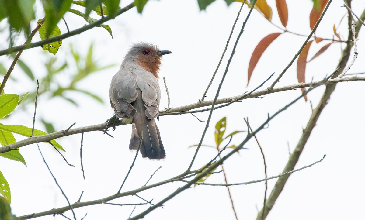 Dwarf Cuckoo - ML358485551