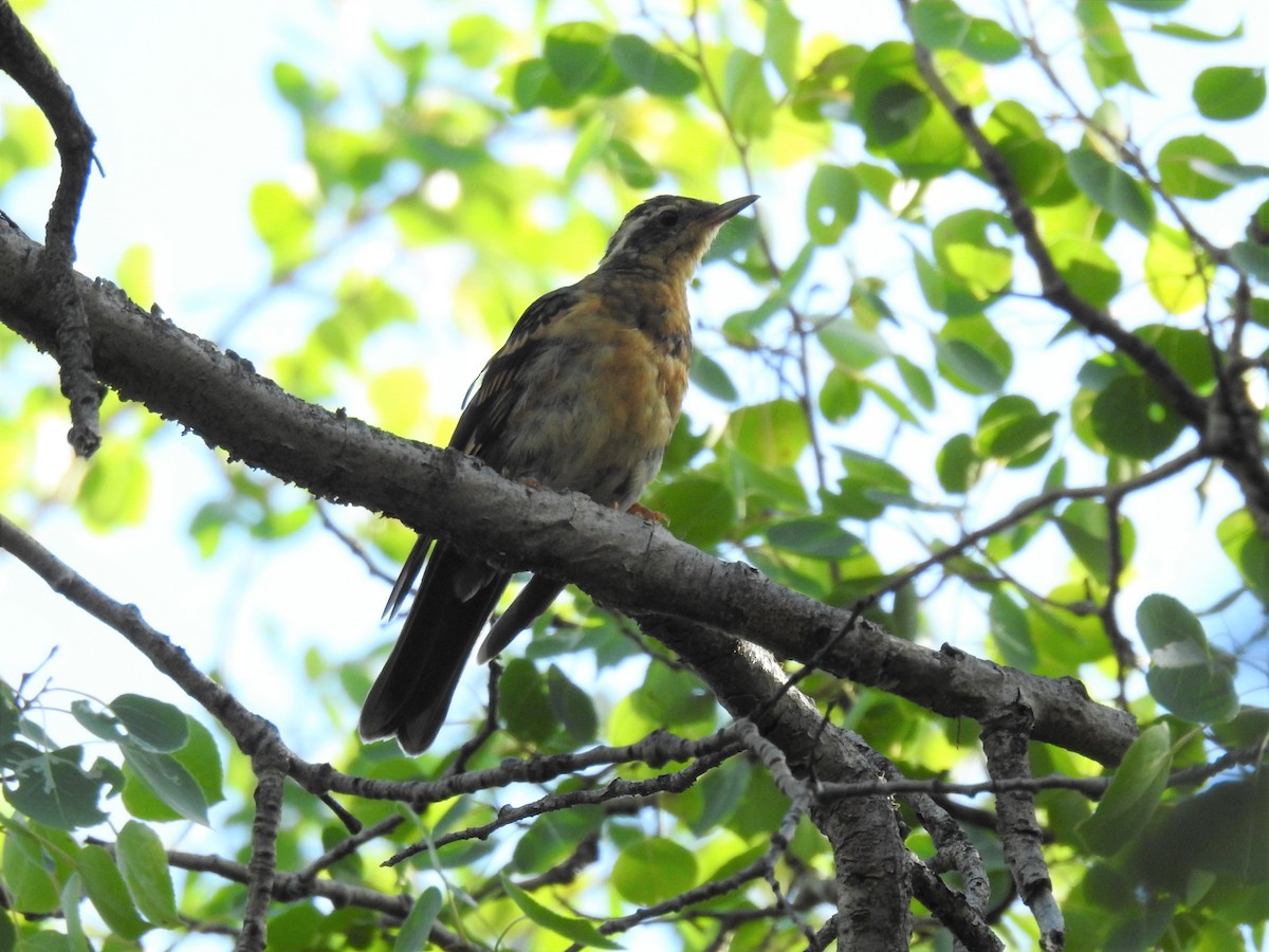 Varied Thrush - Gisele Schoene