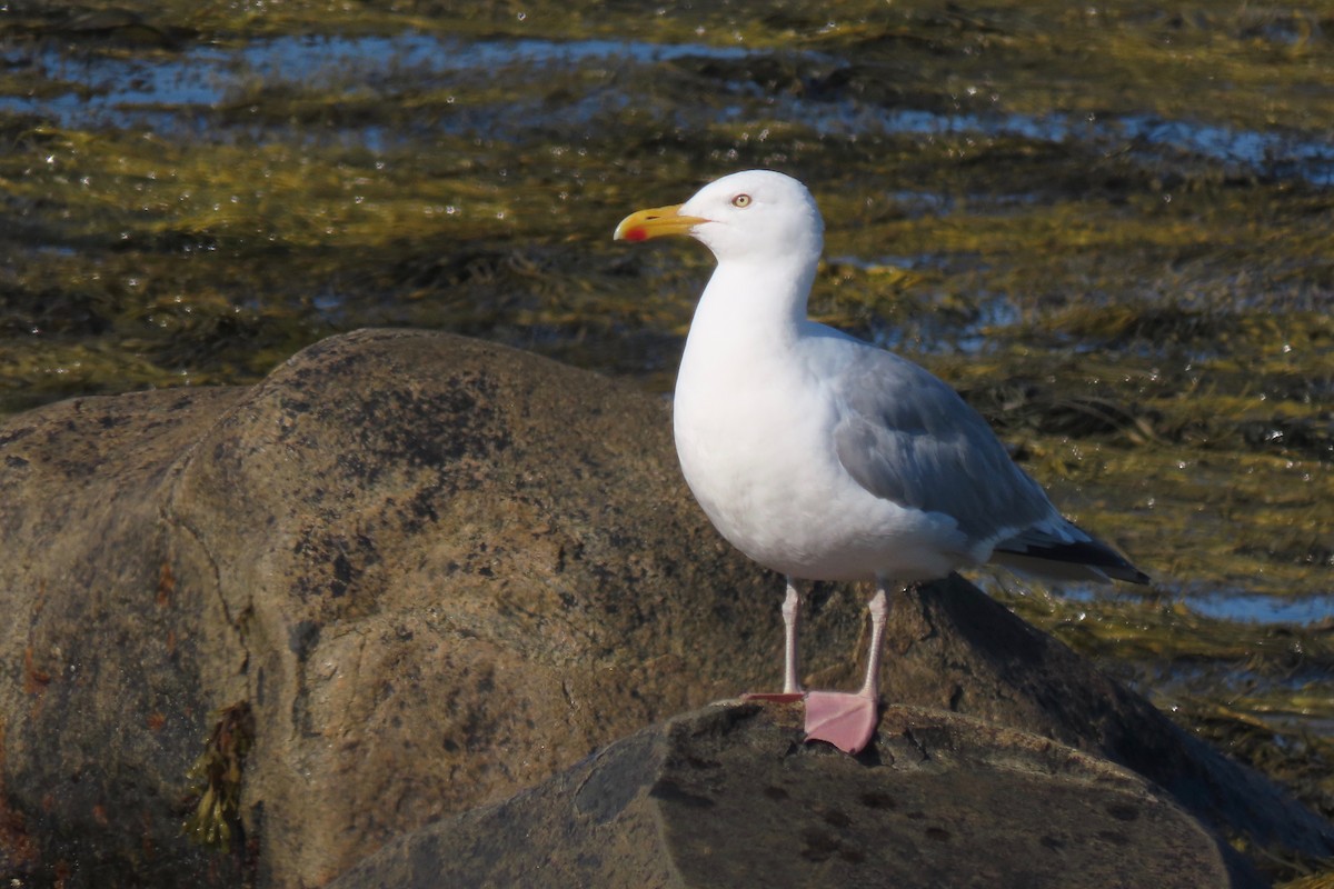 Herring Gull (American) - ML358485811