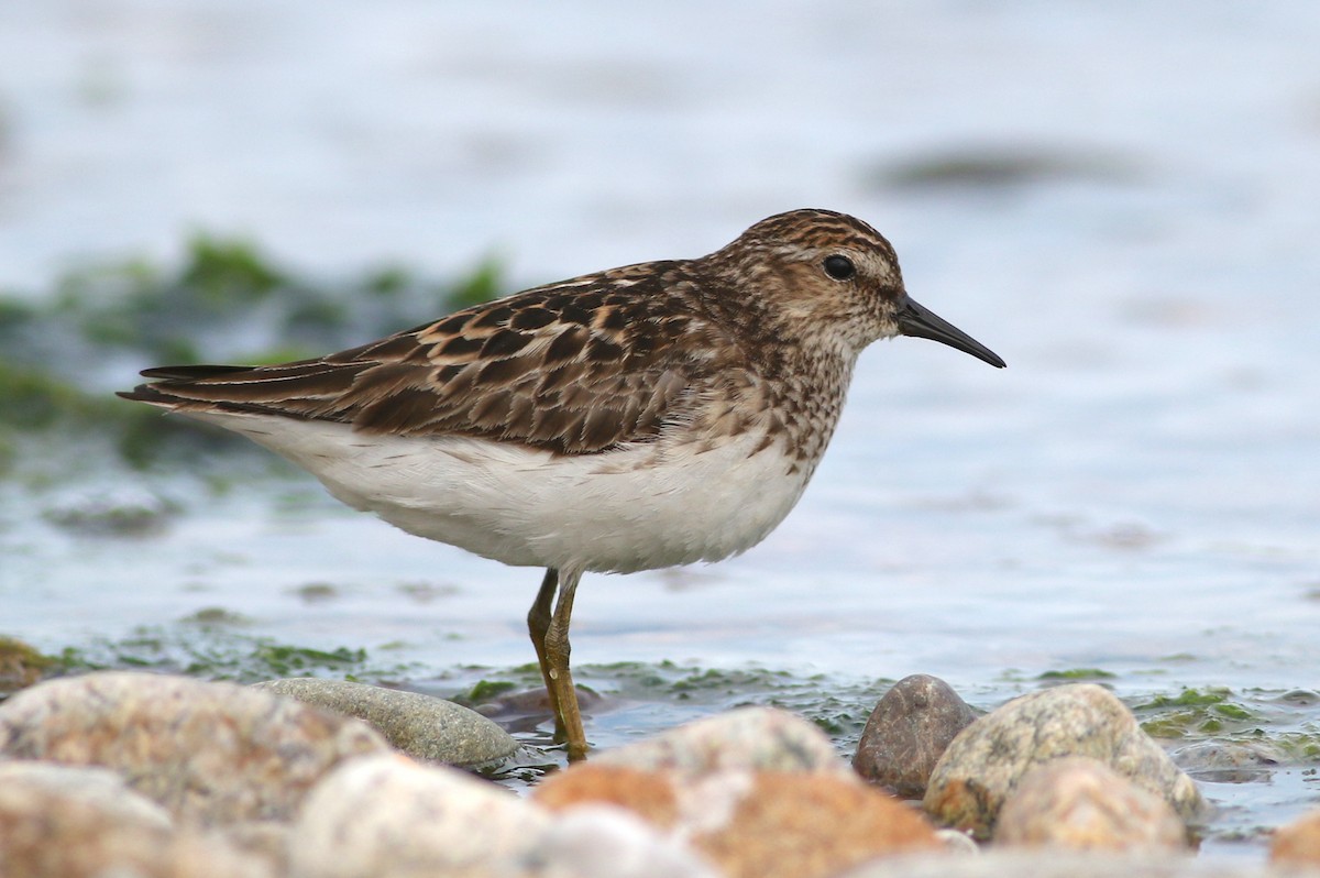 Least Sandpiper - Dan Burton