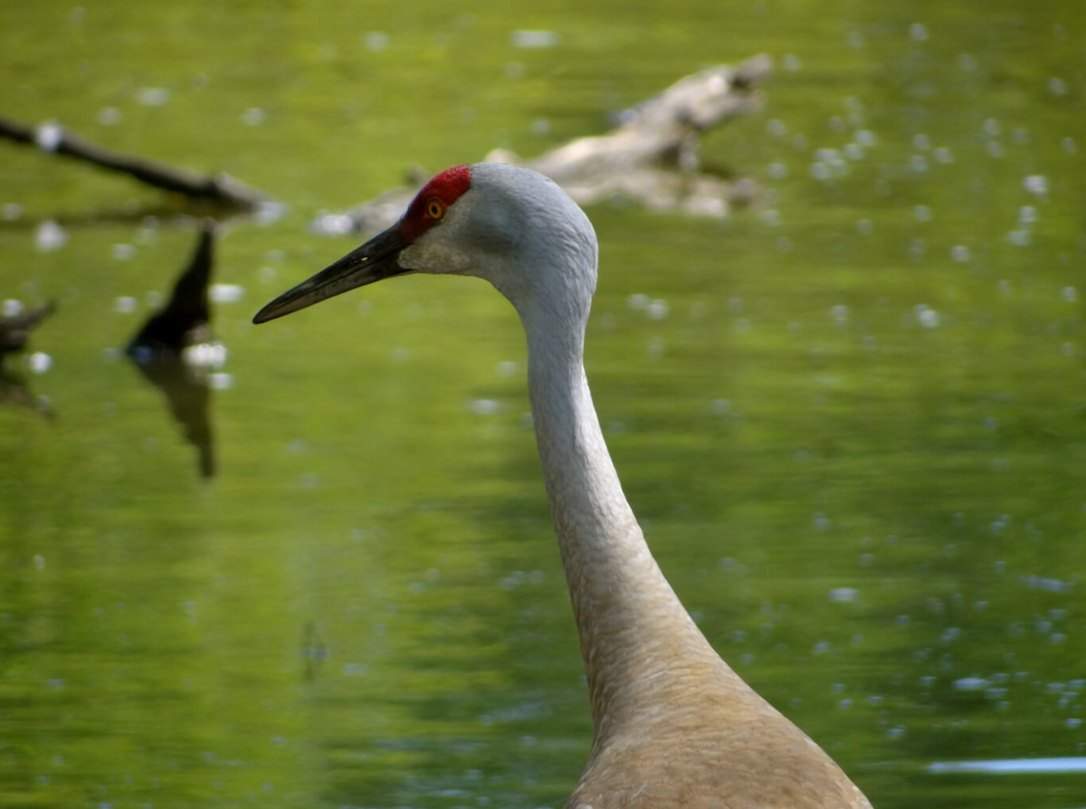 Grulla Canadiense - ML35848731