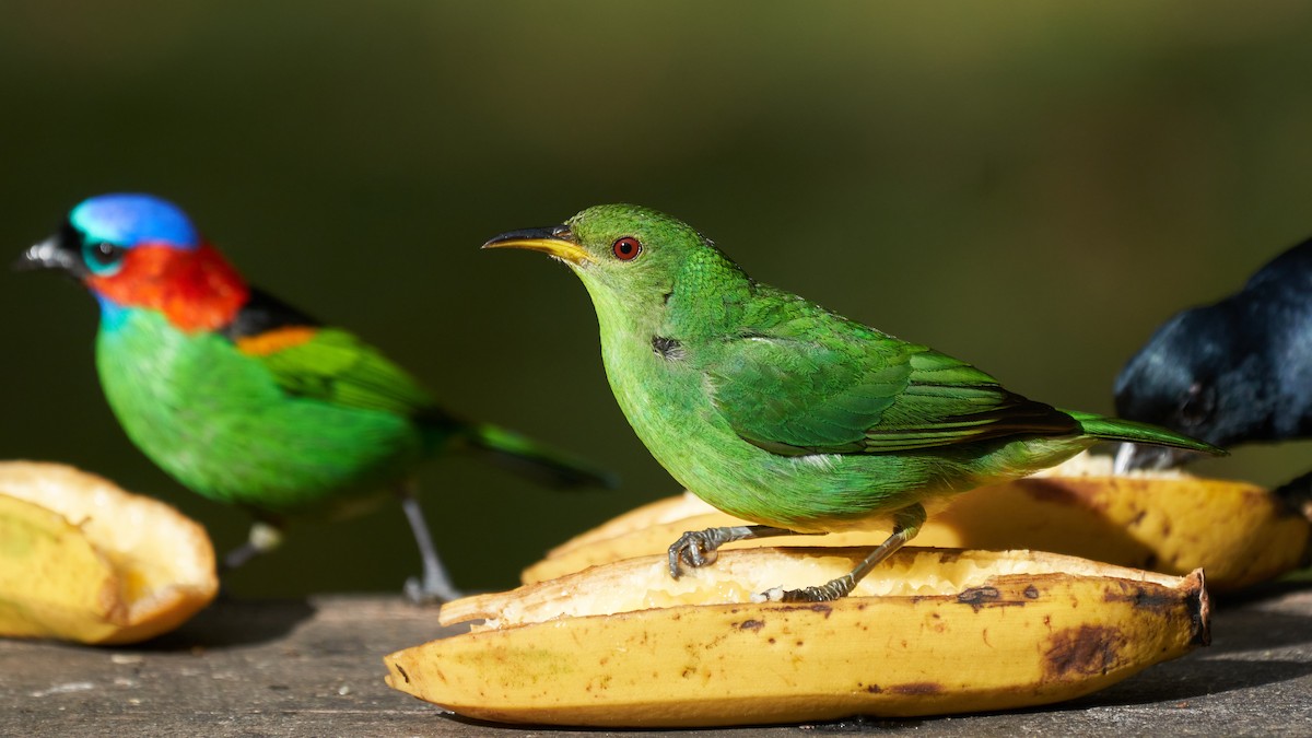 Green Honeycreeper - Daniel Alfenas