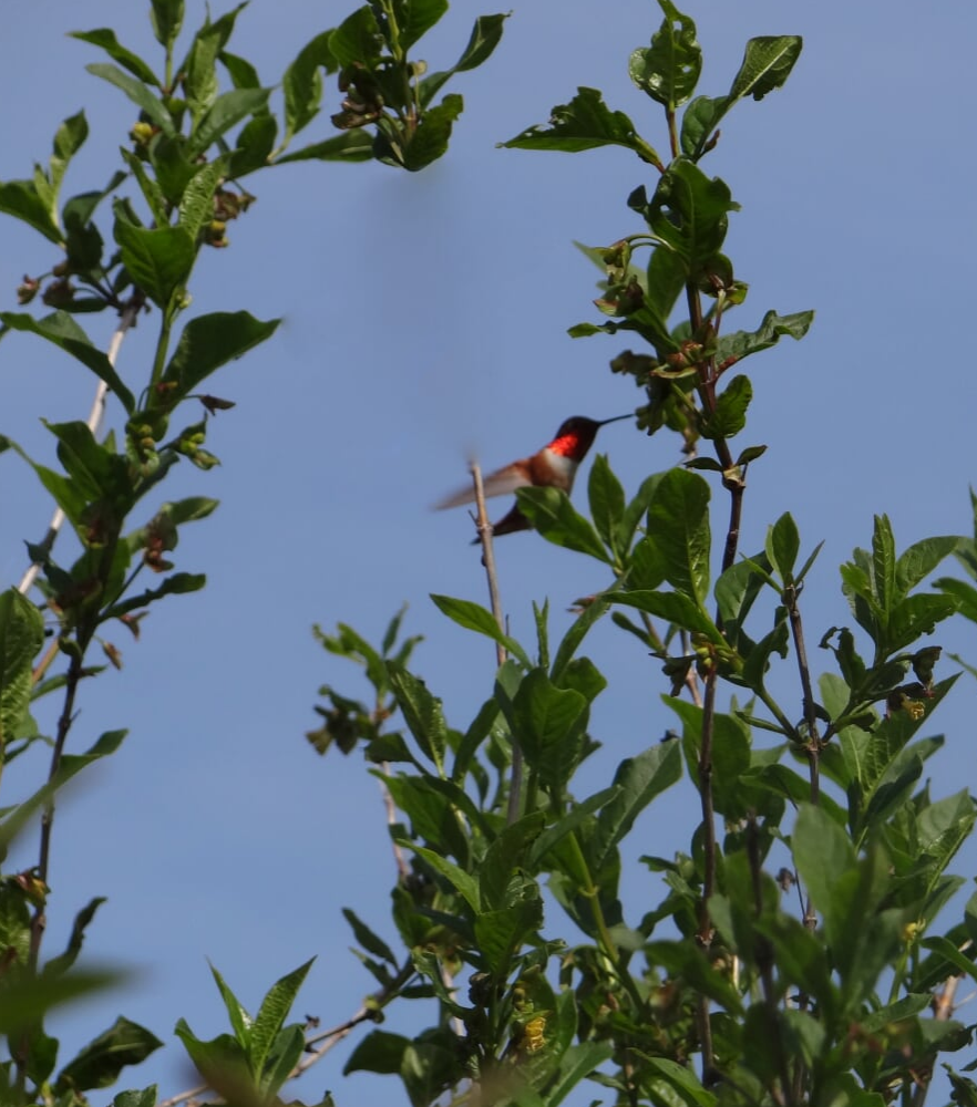 Colibrí Rufo - ML35848771