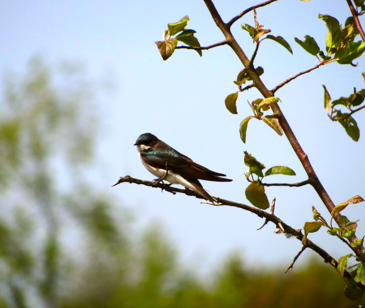 Golondrina Bicolor - ML35848791