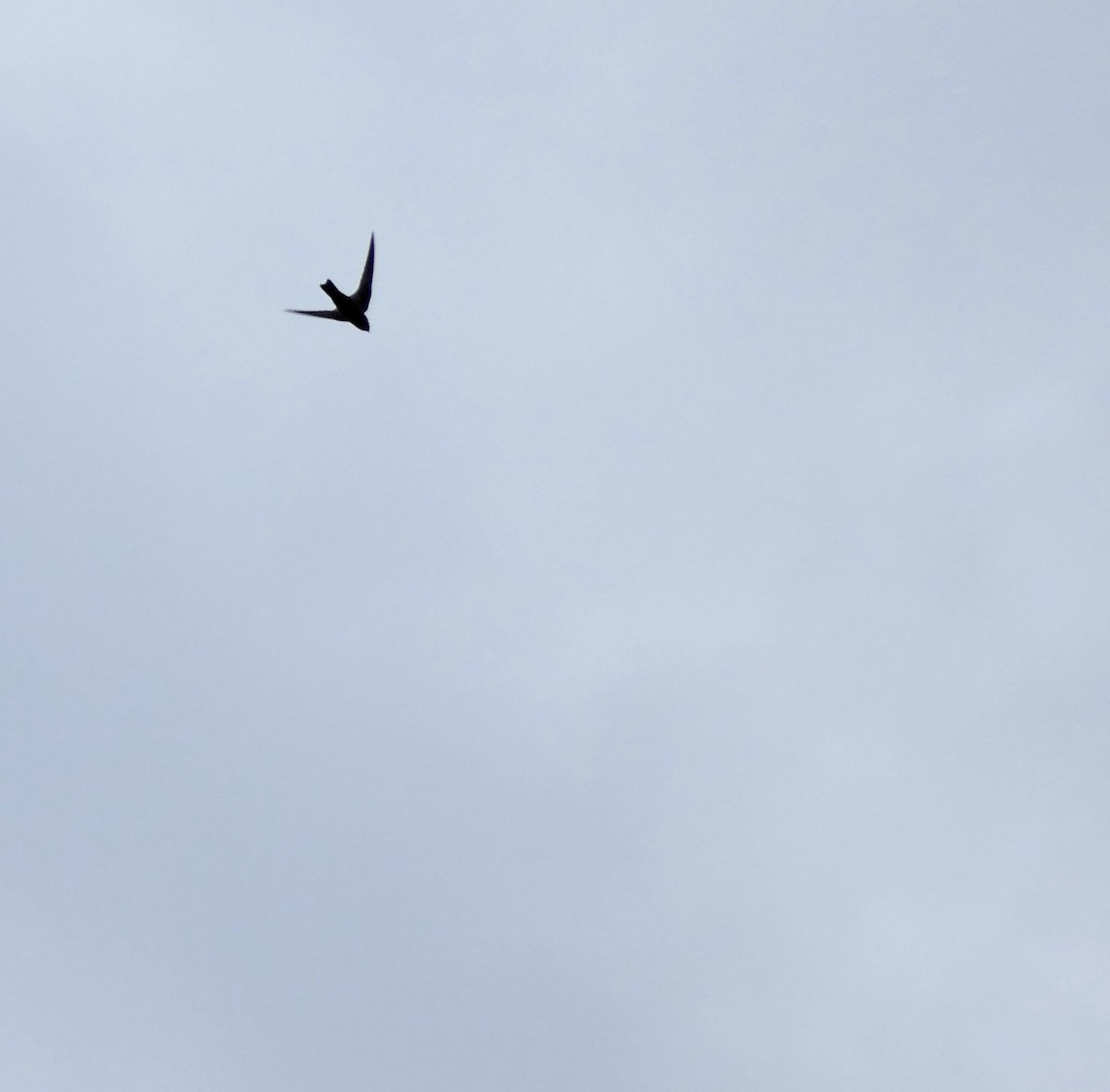 Black Swift - ML35848901