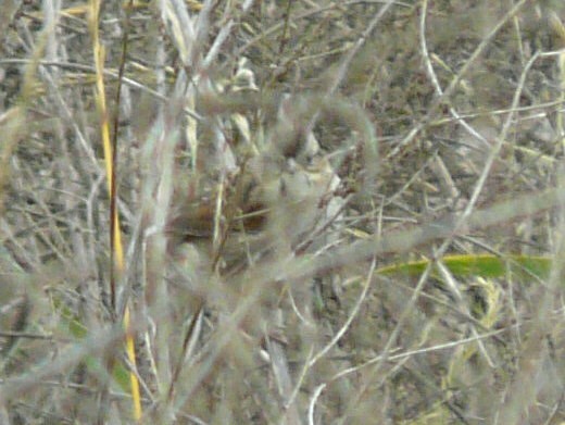 Swamp Sparrow - ML35848961