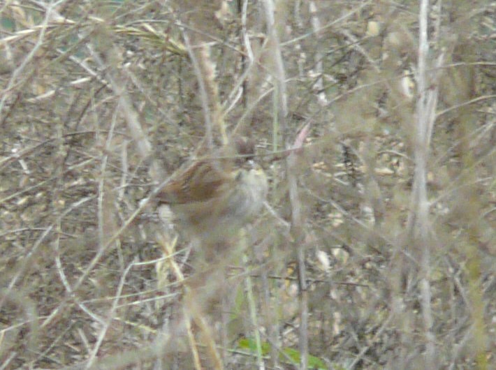 Swamp Sparrow - ML35848971