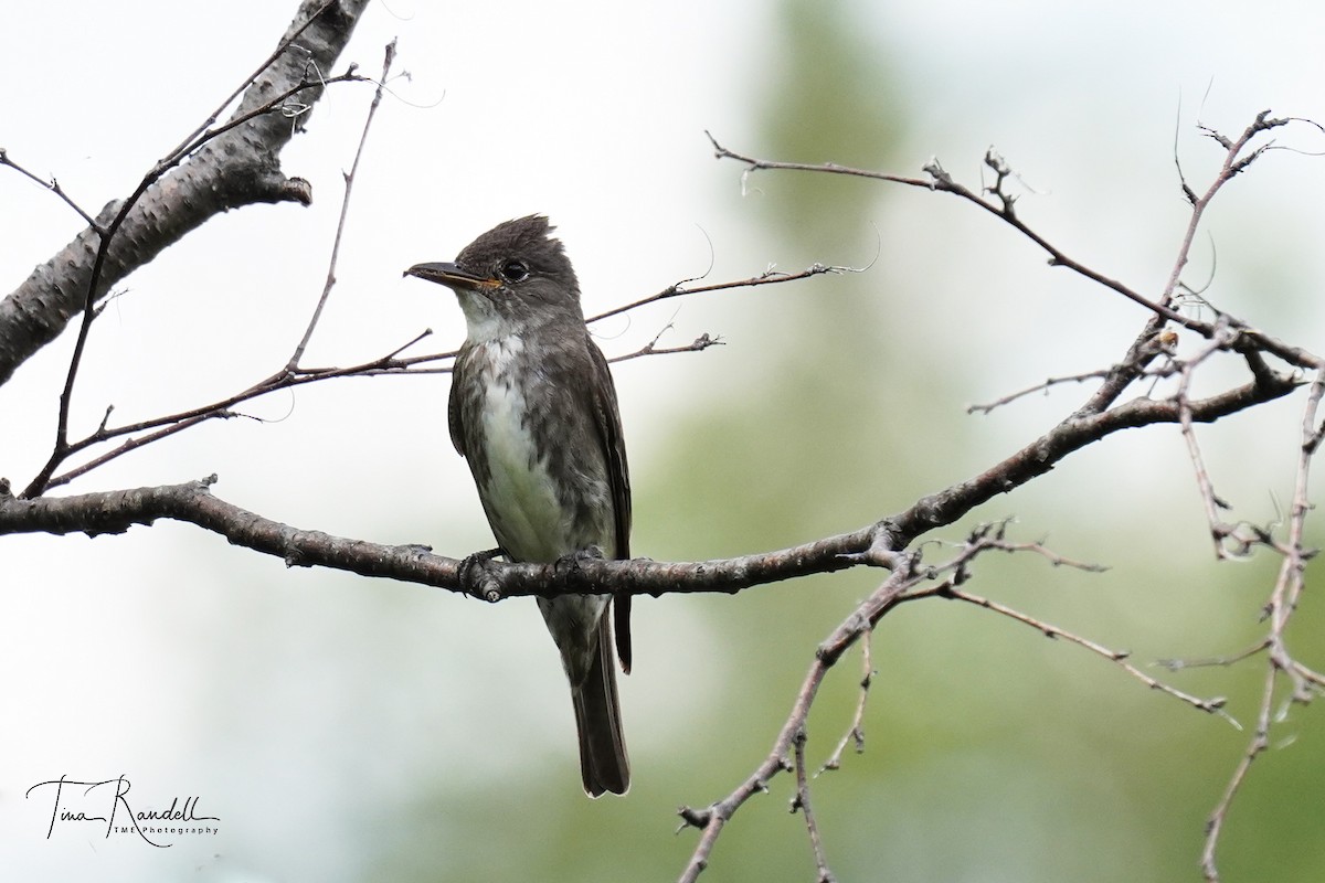 Olive-sided Flycatcher - Tina Randell 🐦