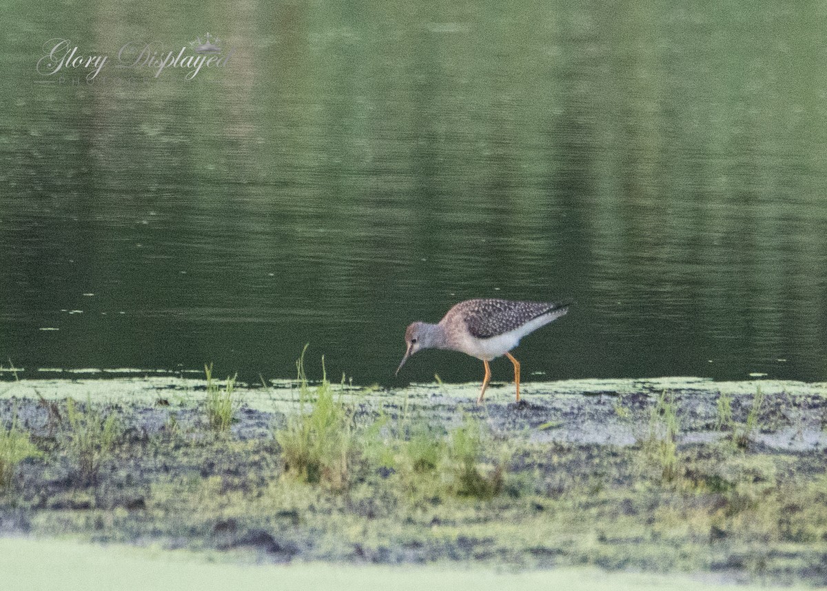 Lesser Yellowlegs - Rachel Justice